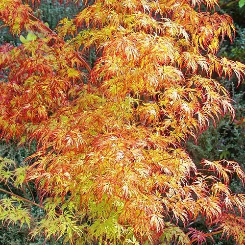 A close up of the bright yellow and orange foliage of Acer 'Jeddeloh Orange' pictured on a soft focus background.