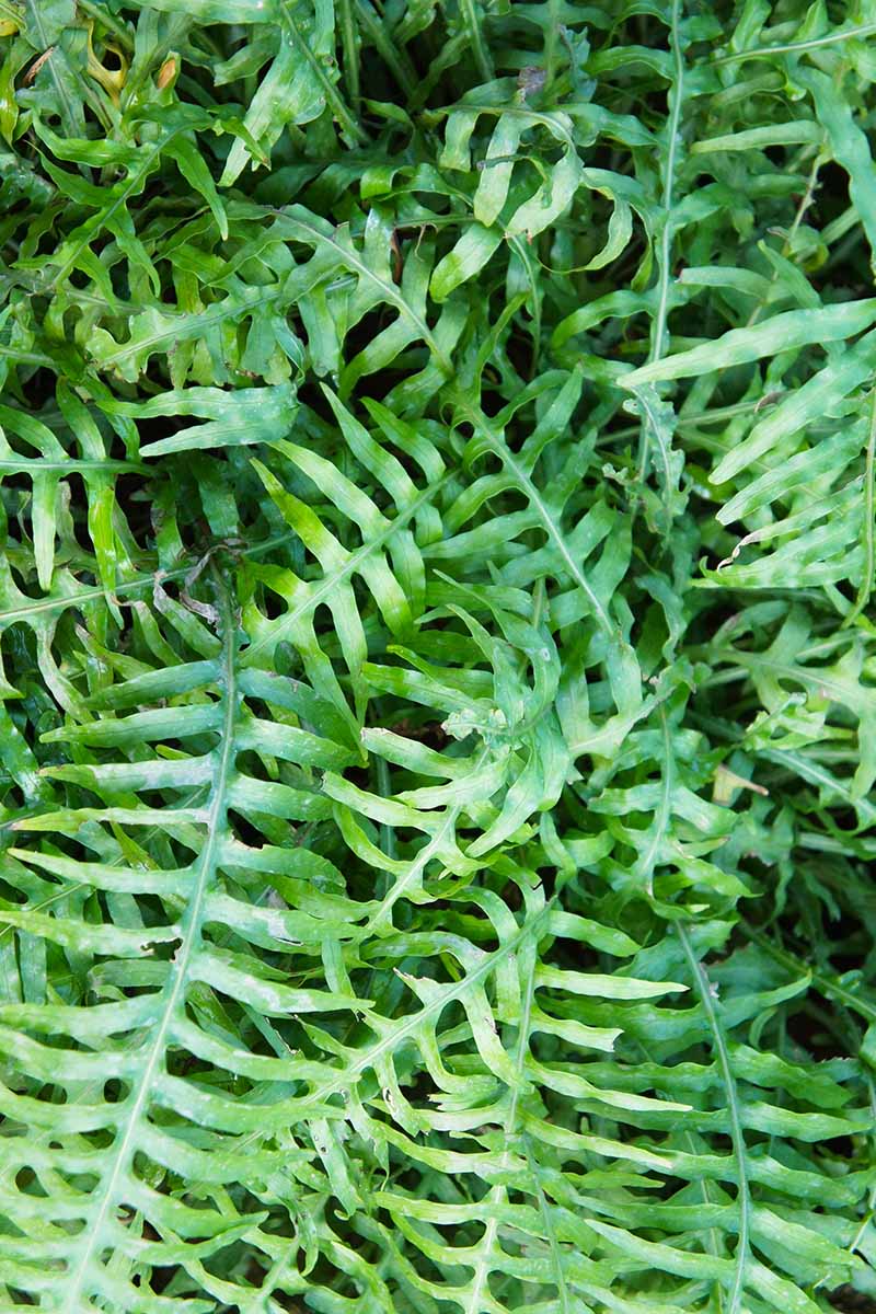 A close up vertical image of kangaroo ferns growing wild.