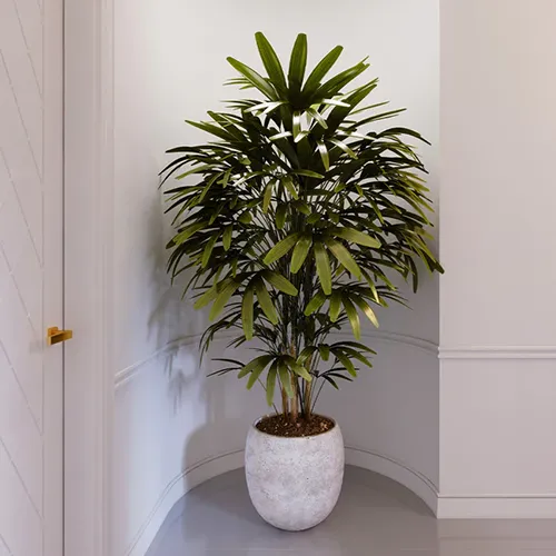 A square image of a lady palm tree growing in a decorative pot in an alcove of a room.