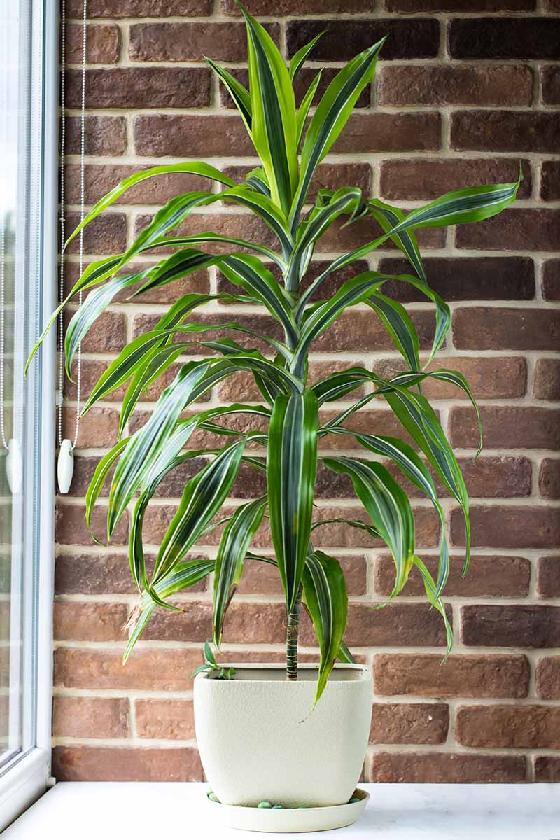 A close up vertical image of a large dracaena growing in a white pot by a window with a brick wall in soft focus in the background.