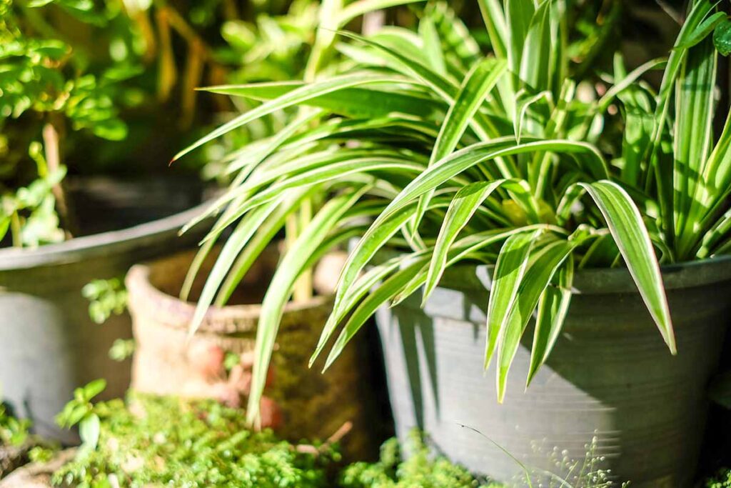 A close up horizontal image of a large Chlorophytum comosum in a pot outdoors in the sunshine.
