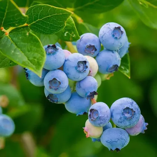 A close up of 'Legacy' blueberries growing in the garden pictured on a soft focus background.