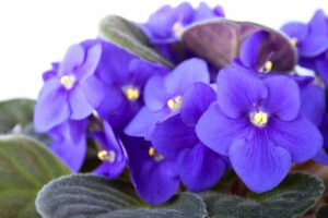 A close up horizontal image of purple African violet flowers pictured on a light soft focus background.
