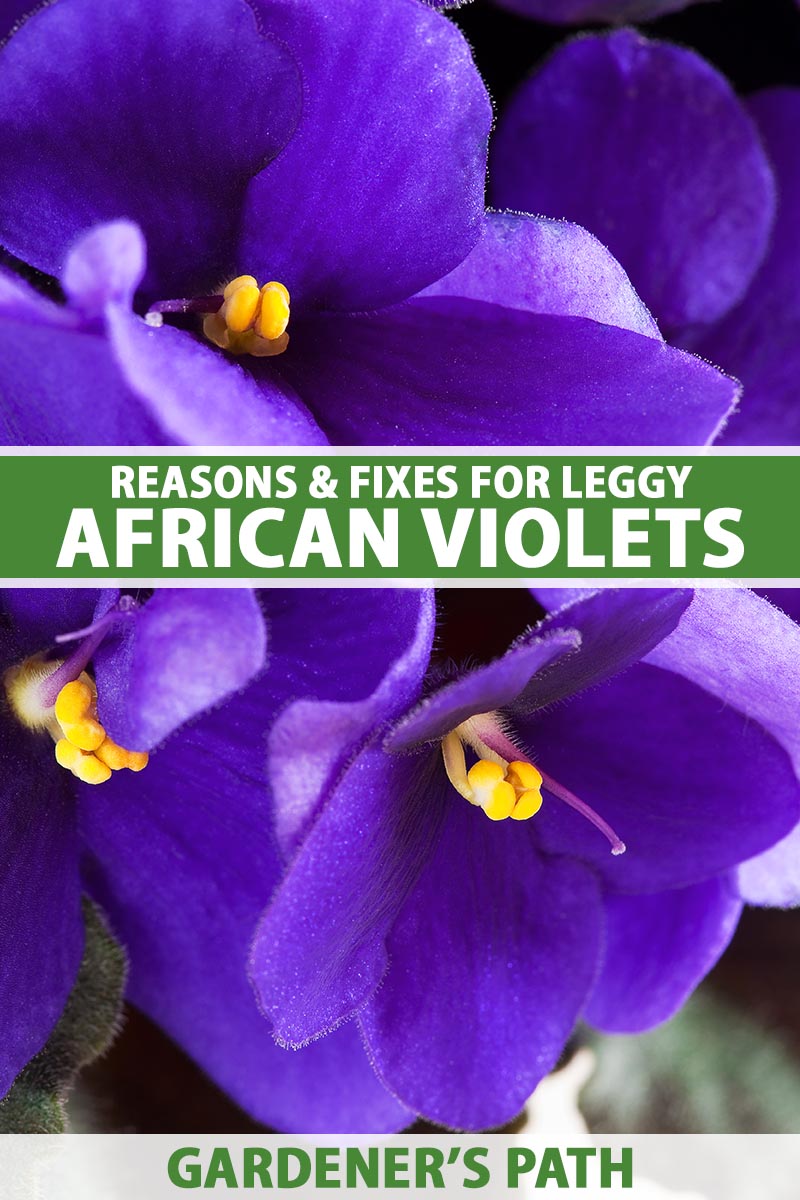 A close up vertical image of purple African violet flowers with foliage in soft focus in the background. To the center and bottom of the frame is green and white printed text.