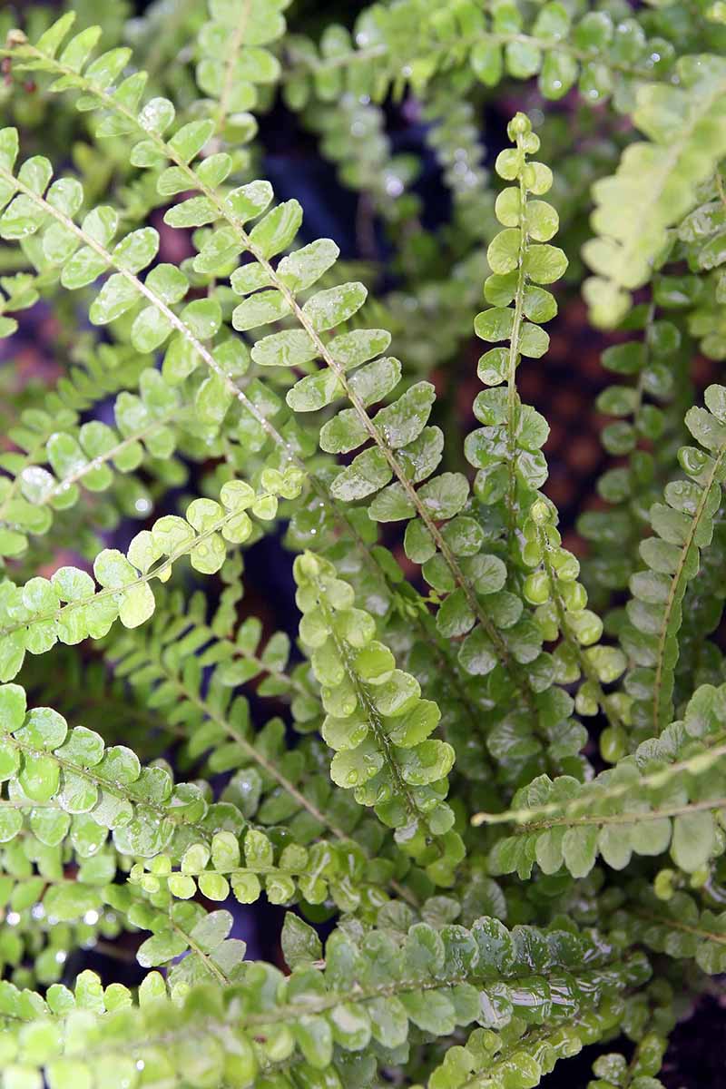 A vertical image of the foliage of a lemon button fern (Nephrolepis cordifolia ‘Duffii’) growing in the garden.
