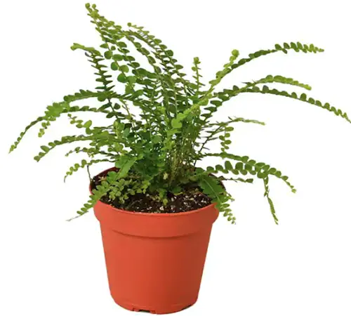 A close up of a small lemon button fern (Nephrolepis cordifolia ‘Duffii’) growing in a nursery pot isolated on a white background.