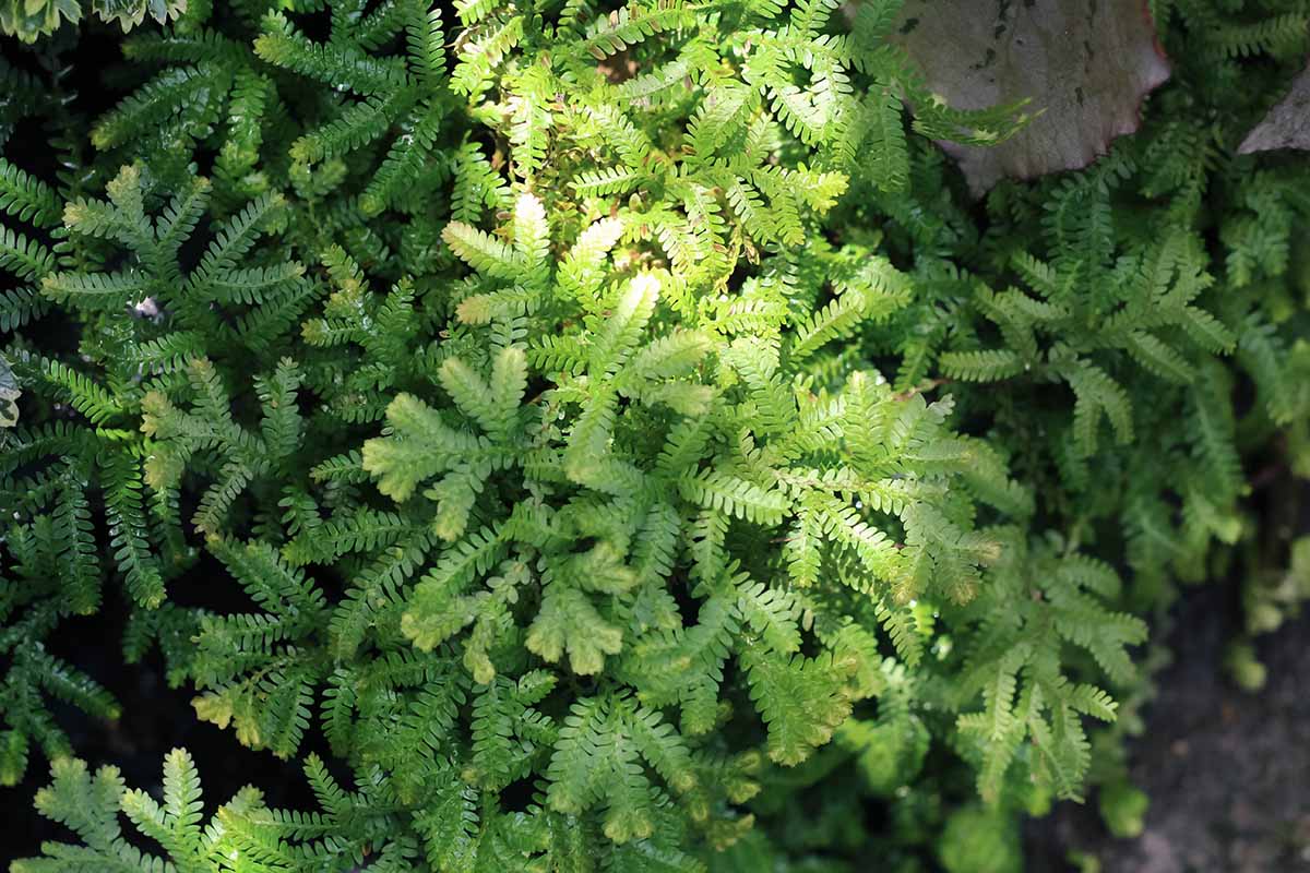 A close up horizontal image of lemon button fern plants growing in the garden pictured in light filtered sunshine.