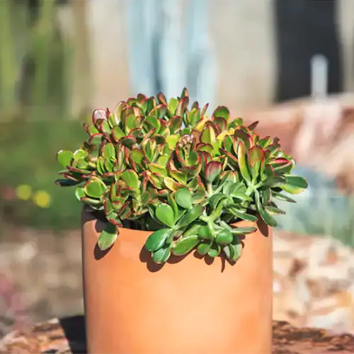 A square image of Crassula 'Lemon N Lime' growing in a terra cotta pot pictured in light sunshine.