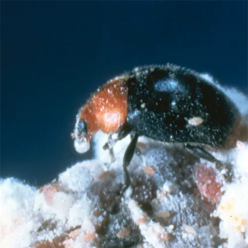 A close up, highly magnified image of a mealybug destroyer, a beneficial insect for controlling these pests.