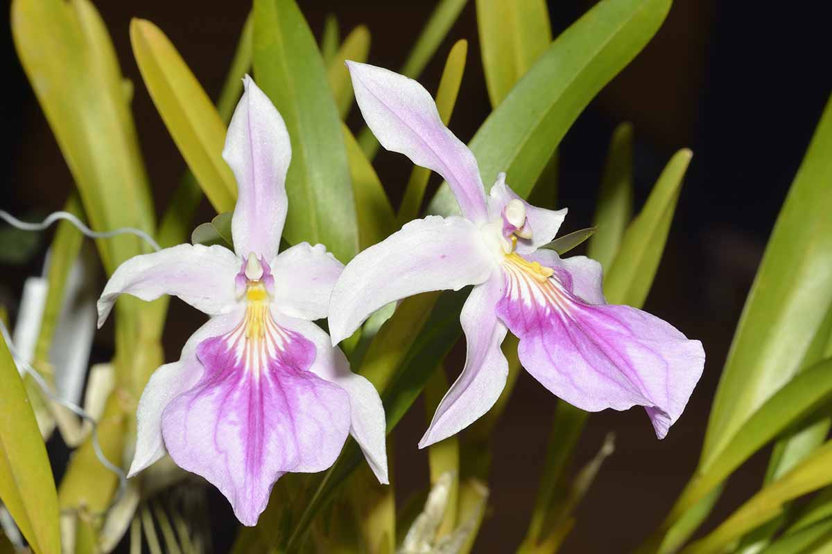 A close up horizontal image of pink and white Miltonia orchids pictured in light sunshine on a dark background.