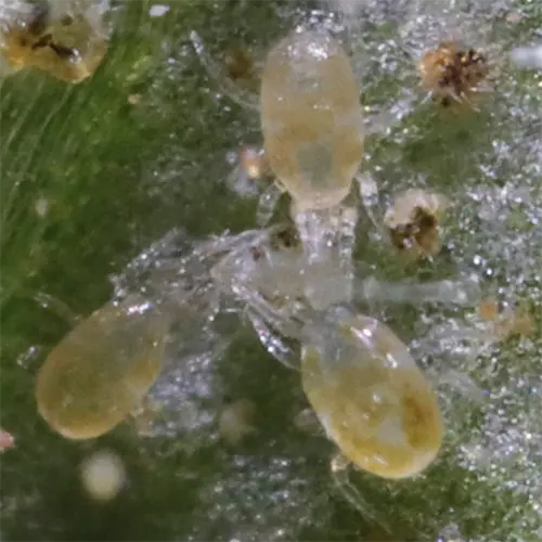 A highly magnified image of mite predators munching on pest species on the surface of a leaf.