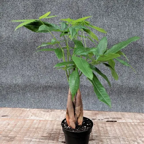 A square image of a money tree growing in a small black pot set on a wooden surface.