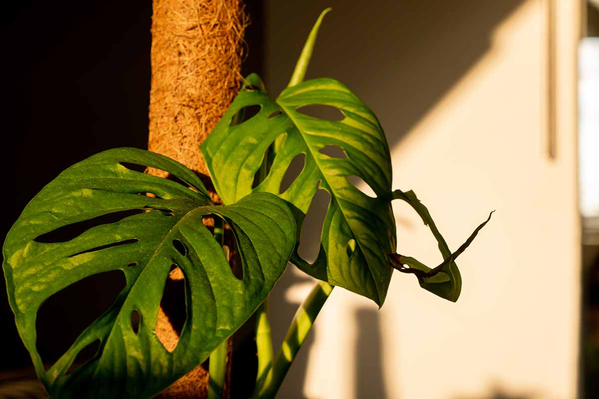 A close up horizontal image of a monstera plant climbing up a moss pole pictured in light filtered sunshine.
