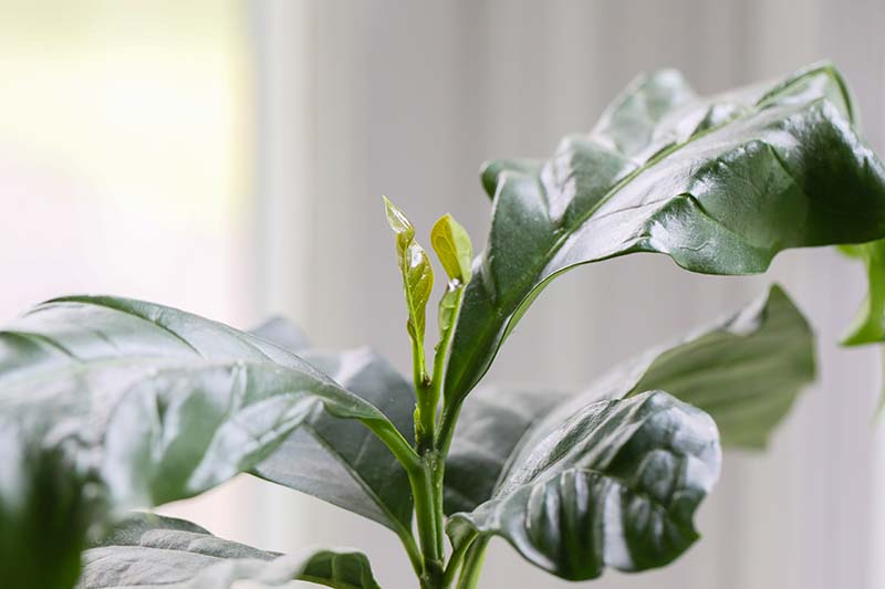 A close up horizontal image of new growth emerging from a coffee plant with a window in soft focus in the background.