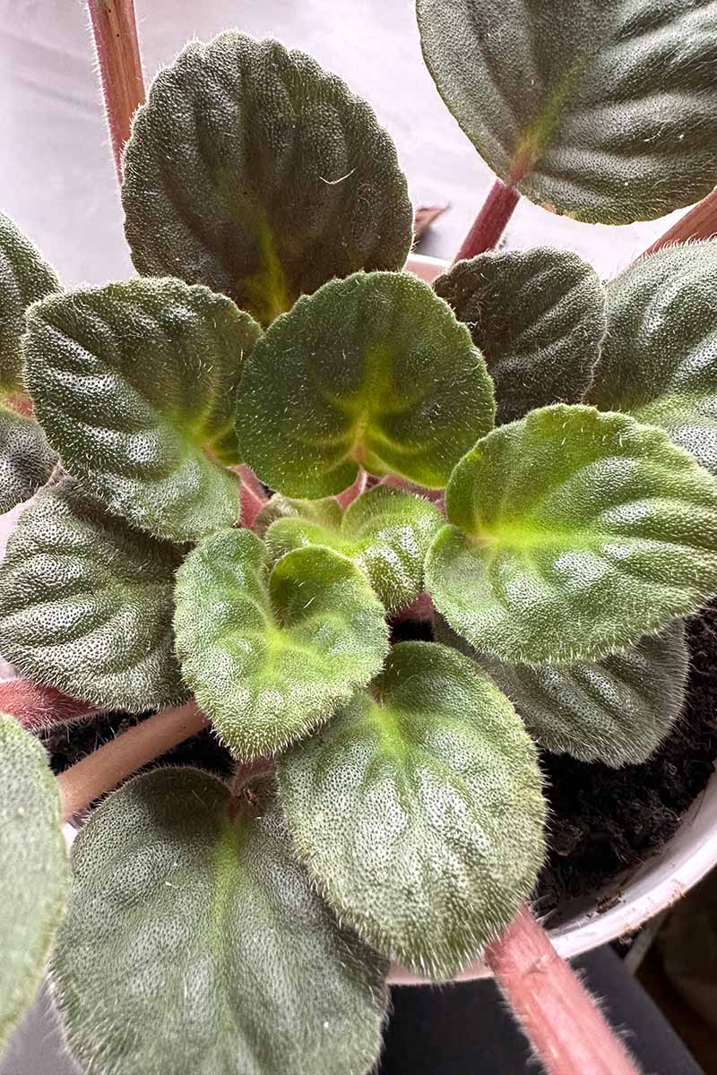 A close up vertical image of new growth appearing on an African violet plant growing in a white pot.
