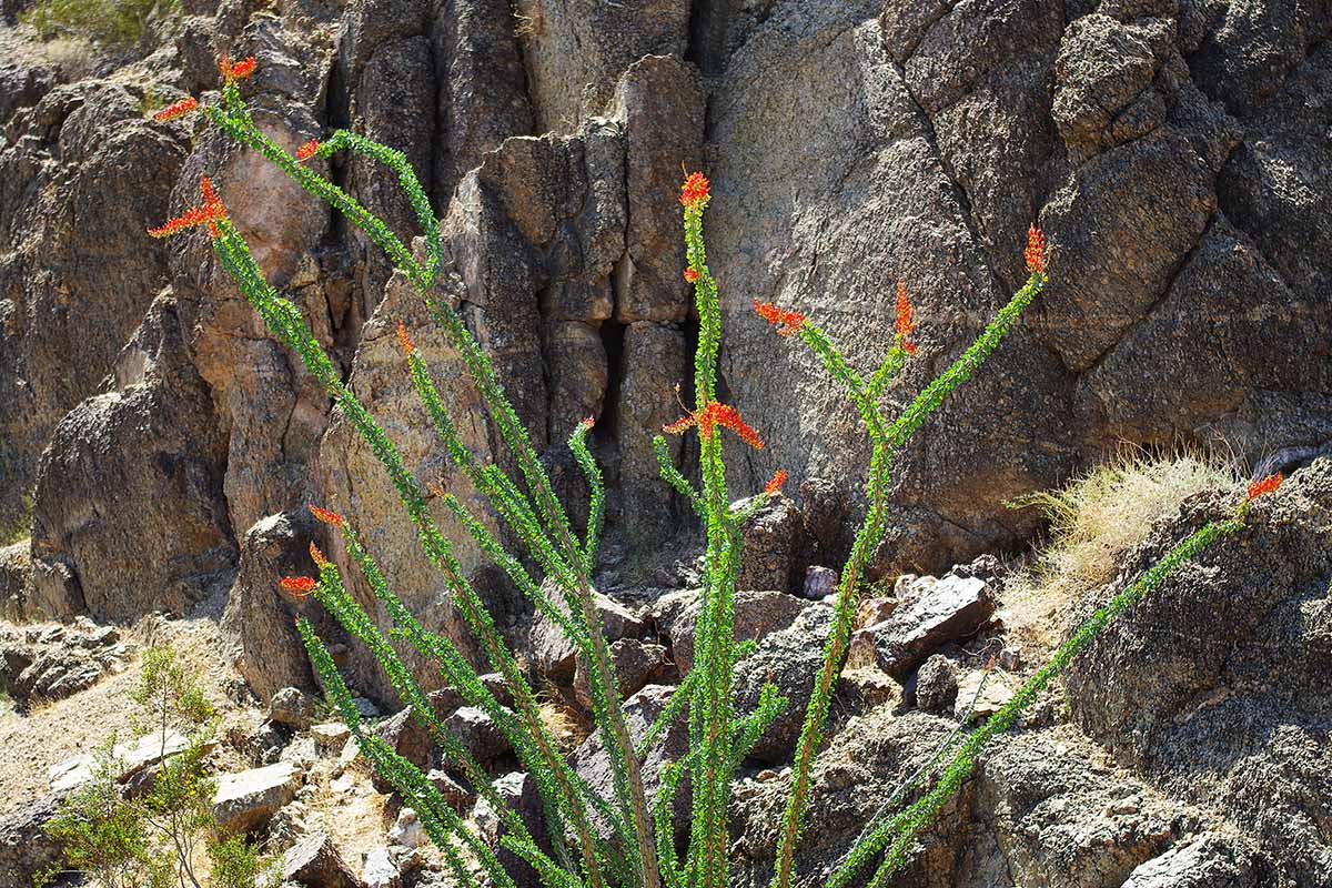A horizontal image of an ocotillo (Fouquieria splendens) in full bloom growing on a rocky rugged slope.