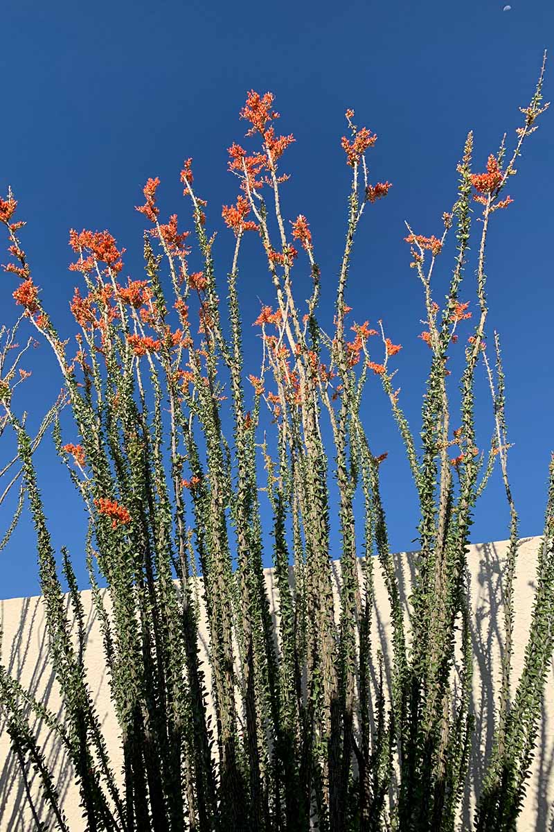 A close up vertical image of an ocotillo (Fouquieria splendens) in full bloom growing outside a residence.
