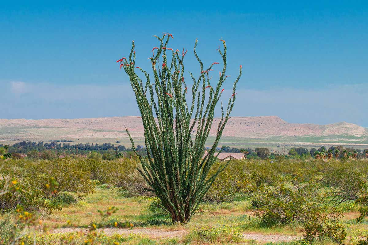 A horizontal image of a Fouquieria splendens growing wild, with bright green foliage and bright red blooms pictured on a blue sky background.