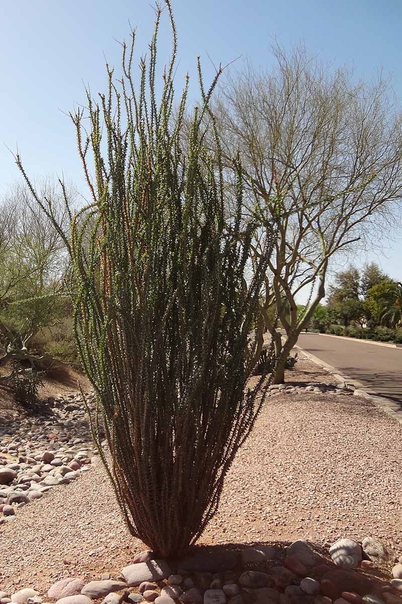 A vertical image of an ocotillo (Fouquieria splendens) growing by the side of the road.