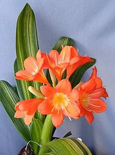 A vertical image of an orange clivia flower with variegated foliage growing indoors pictured on a light blue background.