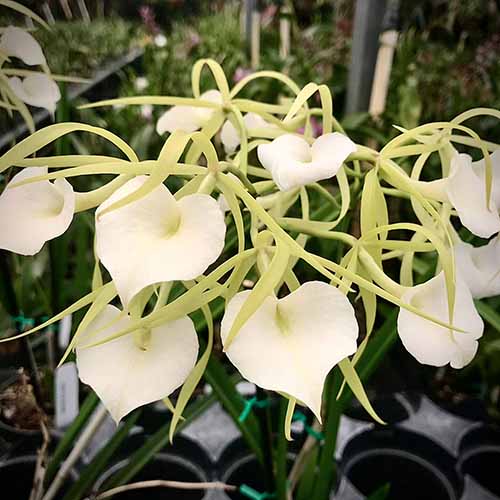 A square image of white Brassavola flowers pictured on a soft focus background.