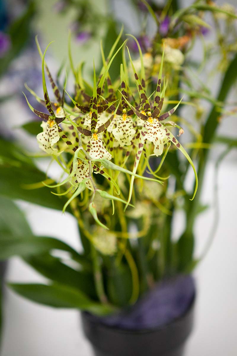 A vertical image of Brassia verrucosa orchid flowers growing in a dark pot pictured on a soft focus background.