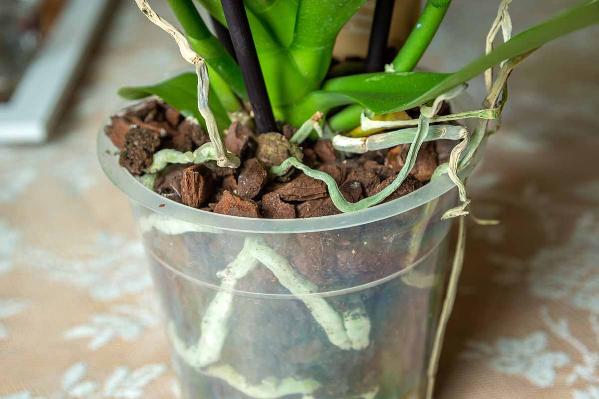 A close up horizontal image of an orchid growing in a transparent pot with the roots visible.