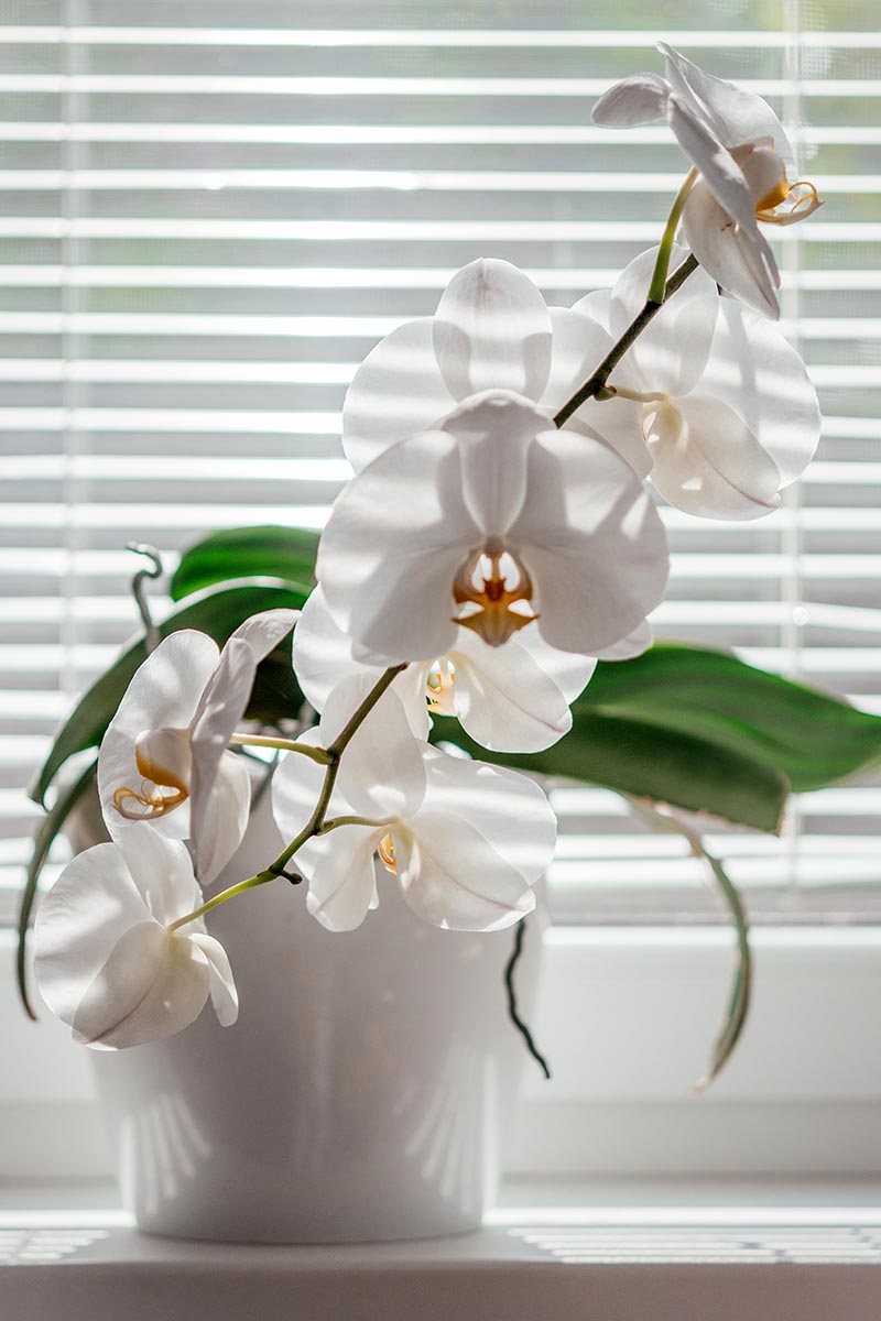 A close up vertical image of a white Phalaenopsis orchid growing in a white pot set on a windowsill with the blind closed.