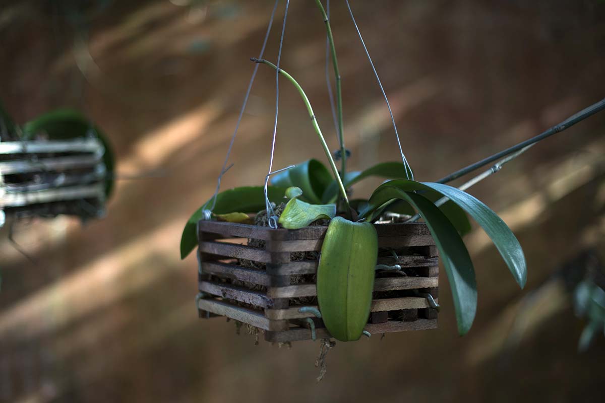 A close up horizontal image of orchids growing in hanging wooden baskets pictured on a soft focus background.