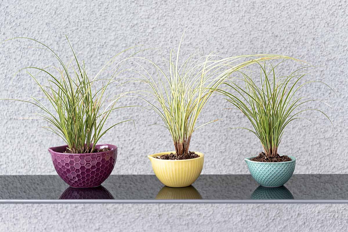 A close up horizontal image of three ceramic pots on a shelf growing ornamental grasses.
