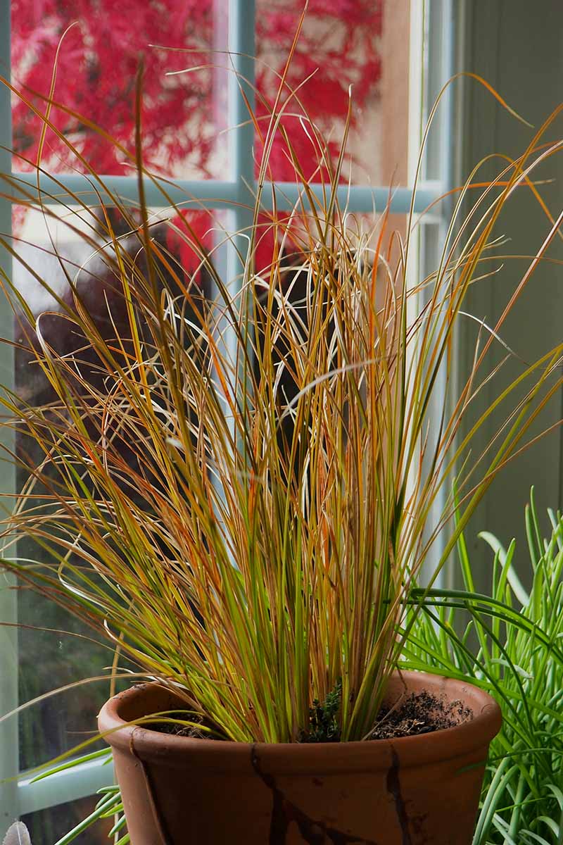 A vertical image of ornamental grass in a terra cotta pot set on a windowsill indoors.