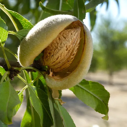 A close up square image of a single 'Penta' almond ready to harvest pictured on a soft focus background.