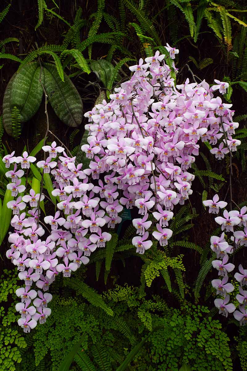 A vertical image of the pink and white flowers of Phalaenopsis orchids growing wild outdoors.