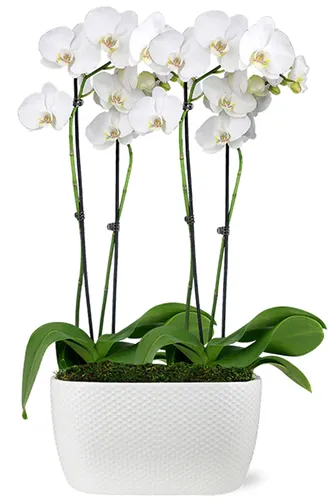 A close up of white Phalaenopsis orchids growing in a white pot, isolated on a white background.