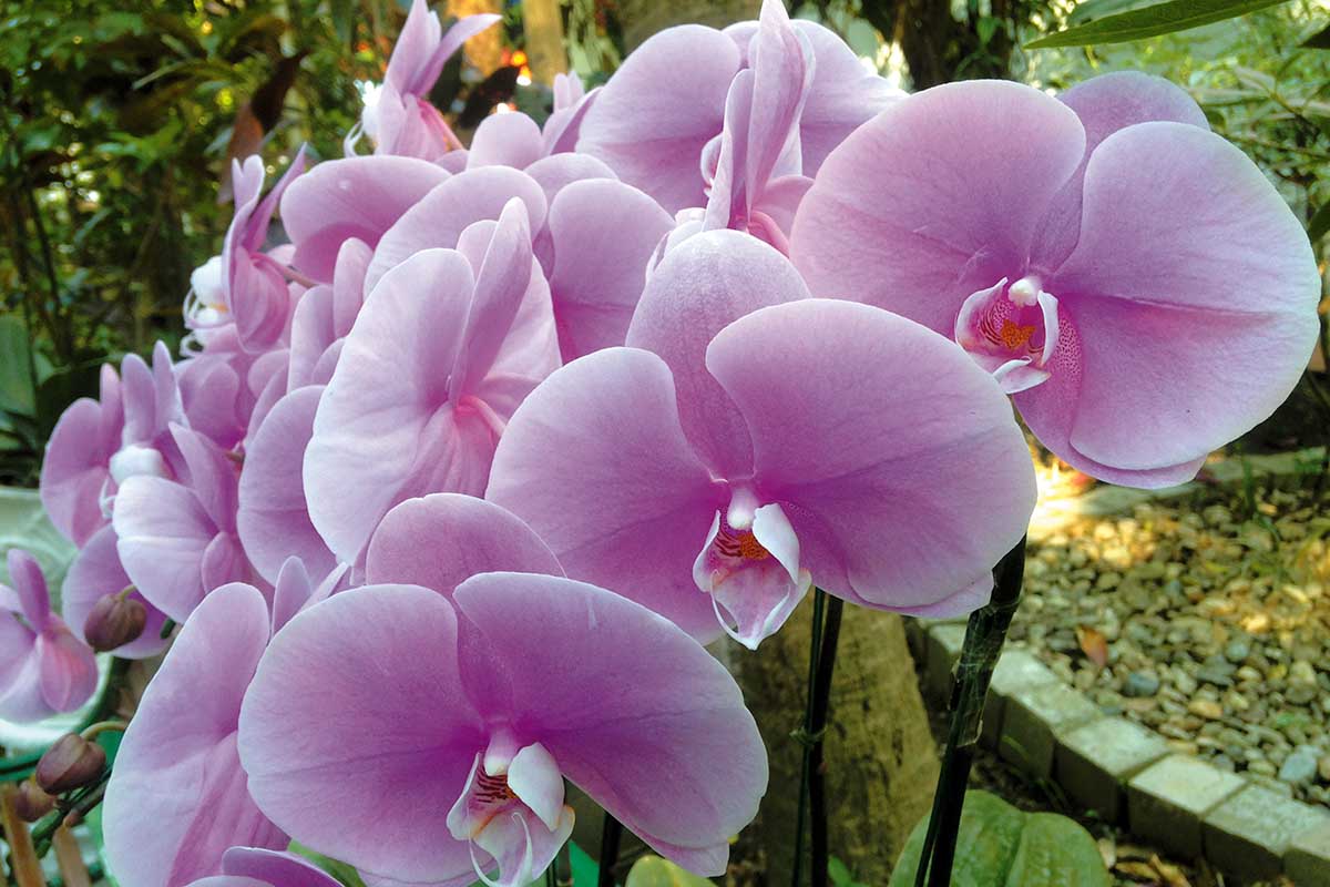 A close up horizontal image of pink Phalaenopsis orchids growing in a pot outdoors.