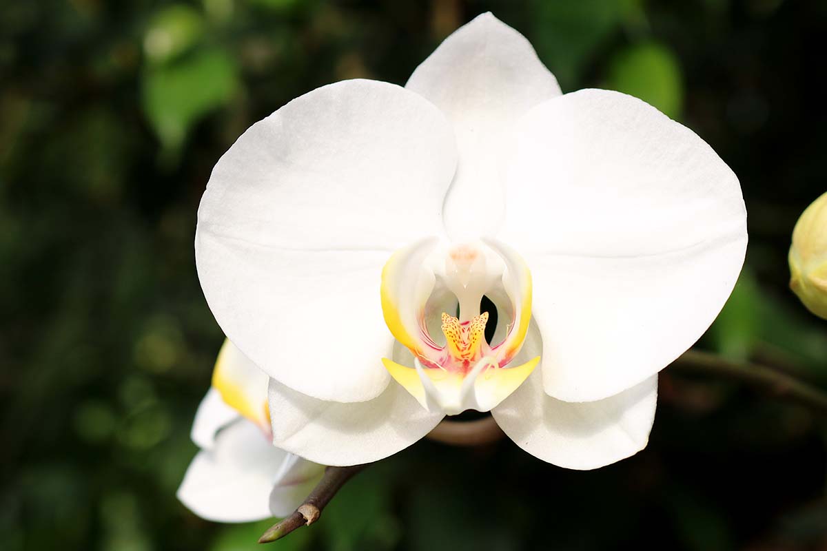 A close up horizontal image of a white Phalaenopsis amabilis aka moon orchid isolated on a white background.