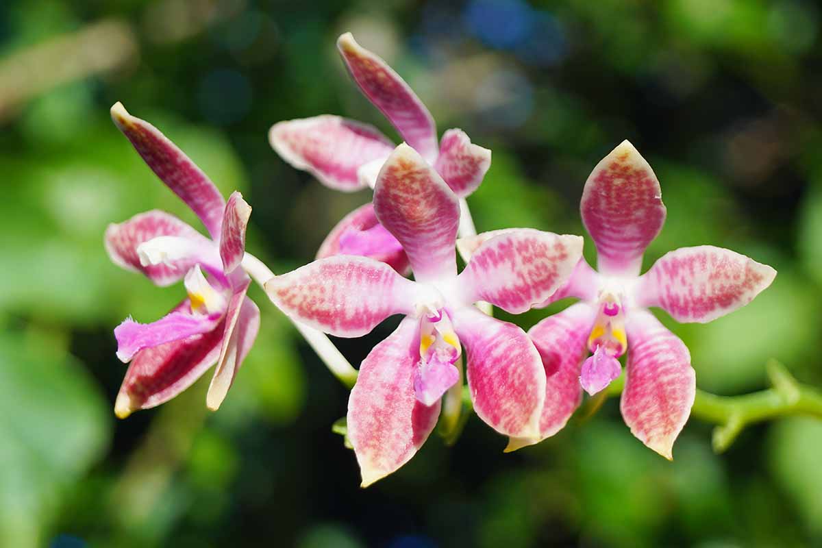 A close up horizontal image of Phalaenopsis amboinensis flowers pictured on a soft focus background.
