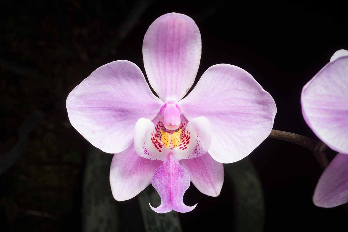 A close up horizontal image of the pink and white flower of a Phalaenopsis schilleriana (moth orchid) isolated on a dark background.