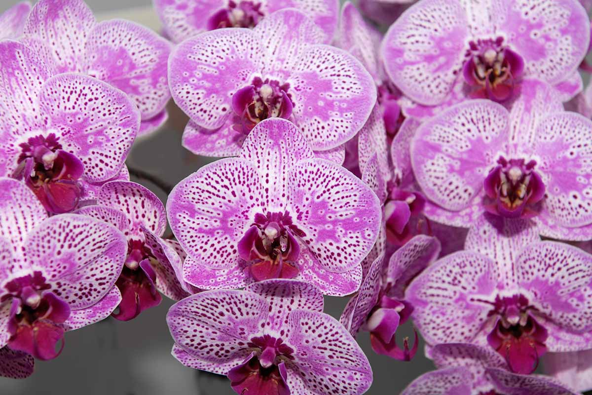A close up horizontal image of pink and white striped and spotted Phalaenopsis schilleriana orchid flowers.