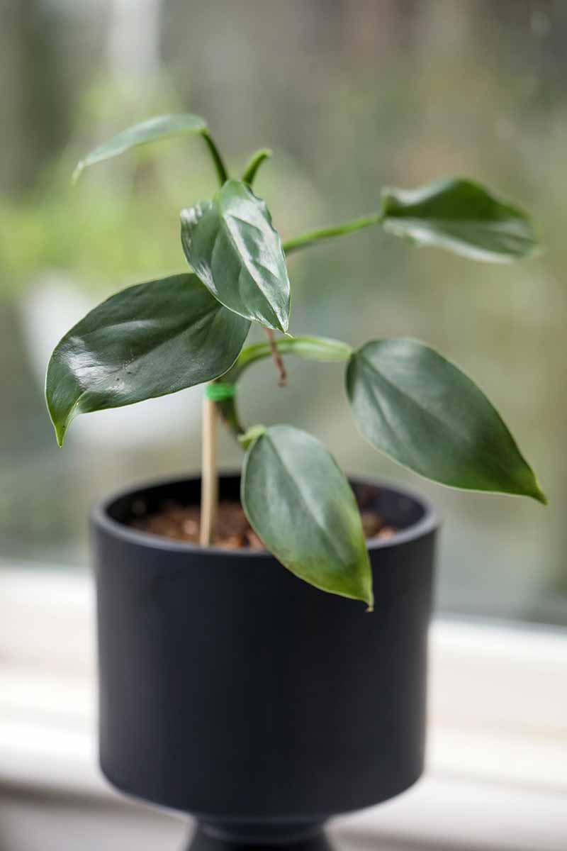 A vertical image of a small philodendron growing in a black pot pictured on a soft focus background.