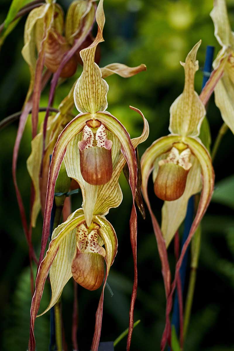 A close up vertical image of Phragmipedium Grande orchid flowers pictured on a soft focus background.