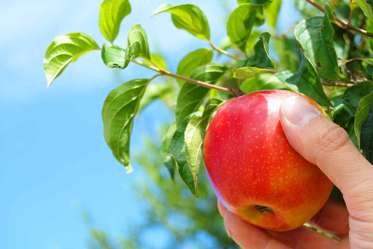 A close up horizontal image of a hand from the bottom of the frame picking a ripe apple off the tree in bright sunshine on a blue sky background.