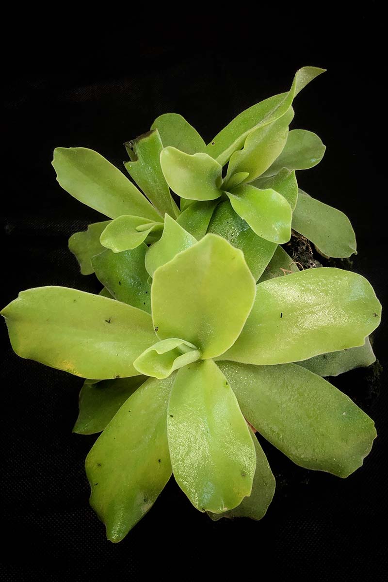 A close up vertical image of Pinguicula gigantea pictured on a dark background.