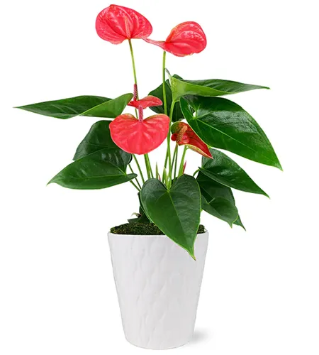 A close up of a pink anthurium growing in a white container isolated on a white background.