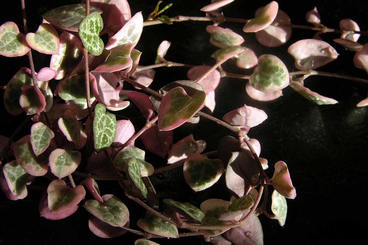 A close up horizontal image of the foliage of Ceropegia woodii 'Pink Edge' growing ini a pot indoors pictured on a dark background.