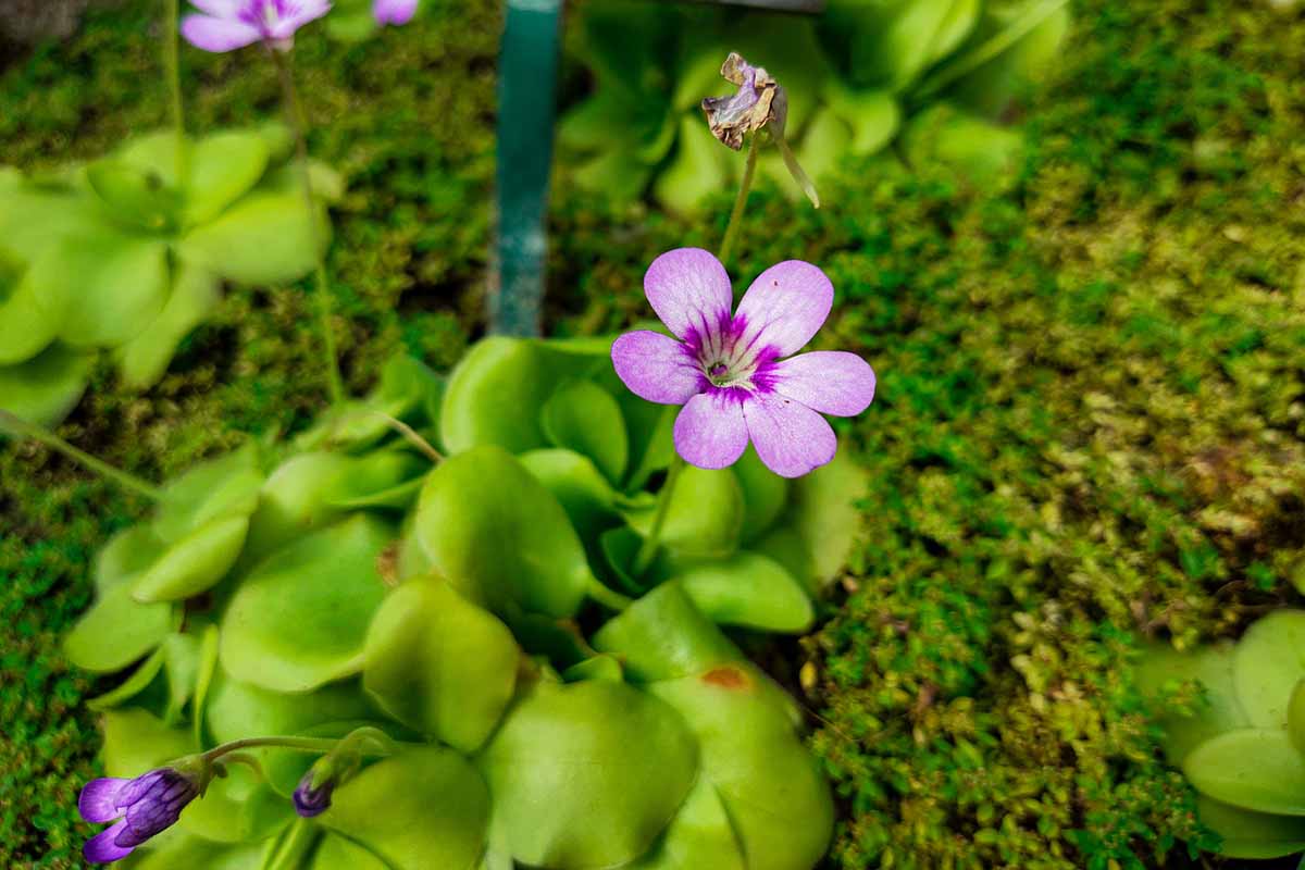 A horizontal image of a pinkish-purple flower blooming on a carnivorous butterwort pictured on a soft focus background.