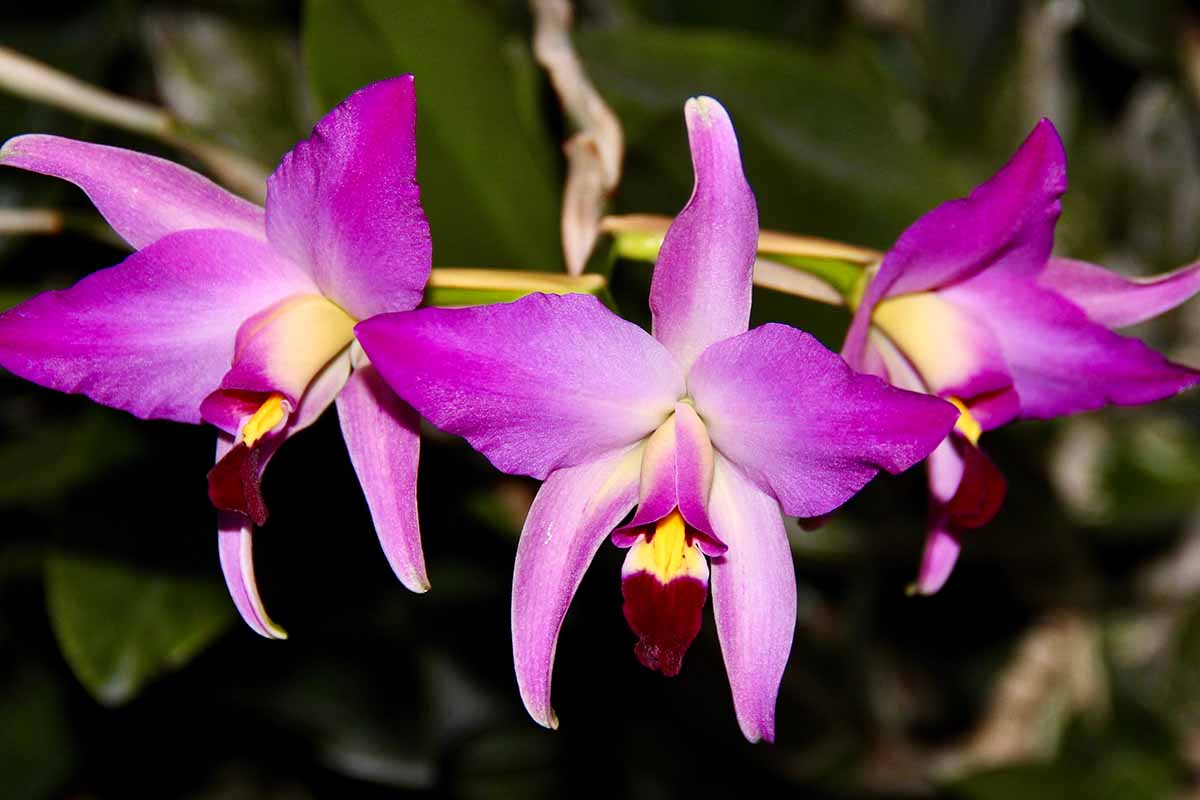 A close up horizontal image of pink and purple orchids pictured in bright sunshine on a soft focus background.
