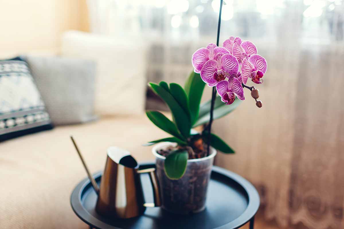 A horizontal image of a purple and white orchid in full bloom growing indoors on a small coffee table pictured on a soft focus background.