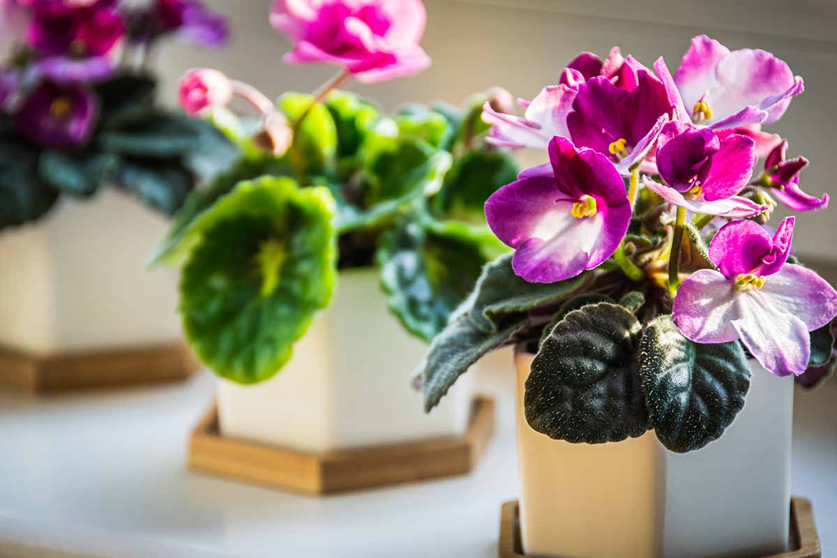 A close up horizontal image of pink and purple African violet plants growing in small pots on a windowsill.