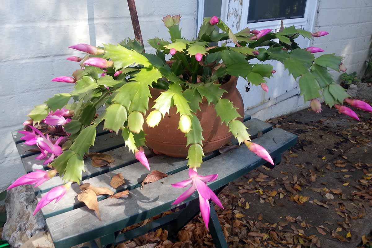 A close up horizontal image of a Christmas cactus plant growing in a terra cotta pot set on a wooden table outside a shonky looking residence.